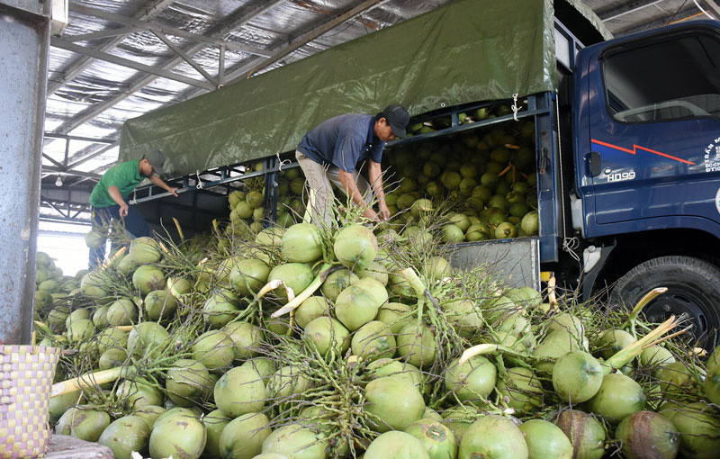 thu tuc xuat khau dua tuoi sang my - Thủ tục xuất khẩu trái dừa tươi sang Mỹ