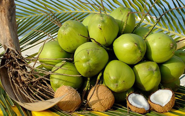 thu tuc xuat khau dua tuoi - Thủ tục xuất khẩu trái dừa tươi sang Mỹ