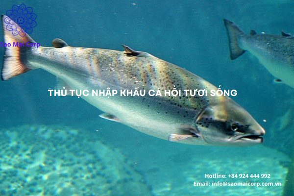 Thủ tục nhập khẩu cá hồi tươi sống