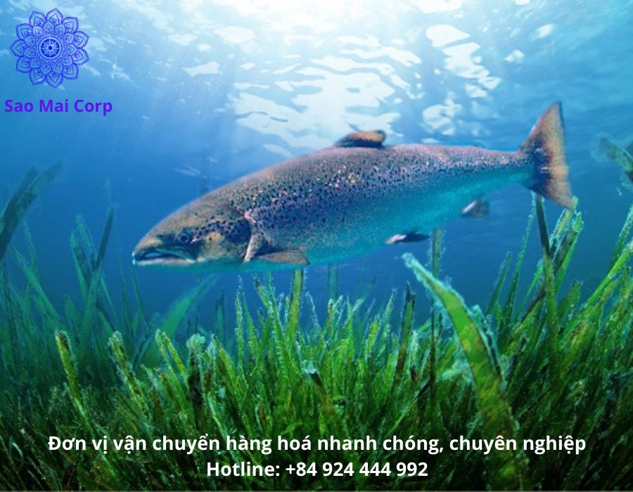 van chuyen nhap khau ca hoi - Thủ tục nhập khẩu cá hồi tươi sống